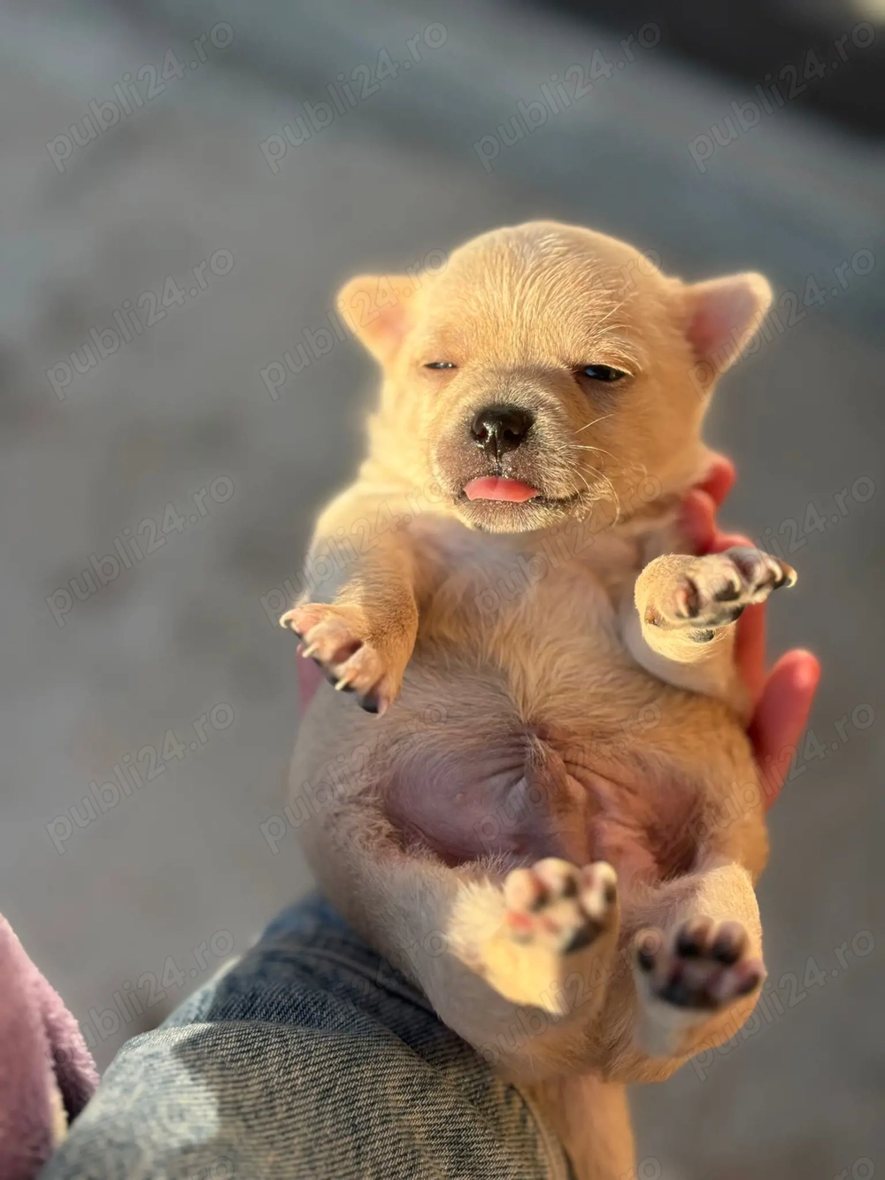 Vând cățel chihuahua 