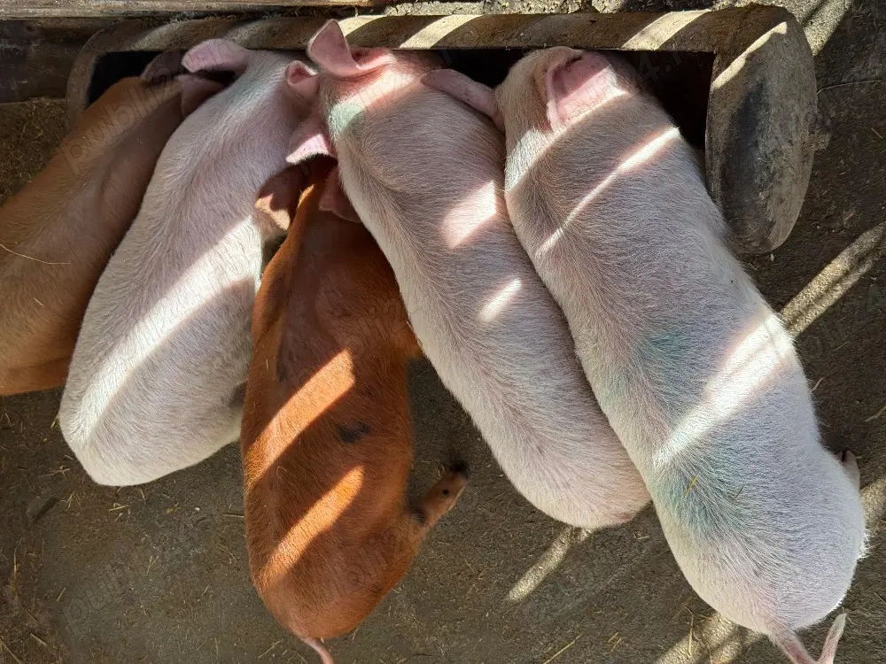 Purcei 6 săptămâni