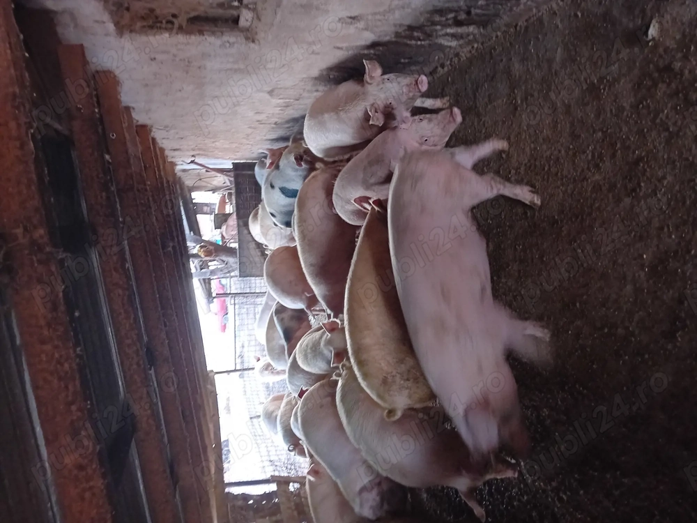 Porci de vanzare 