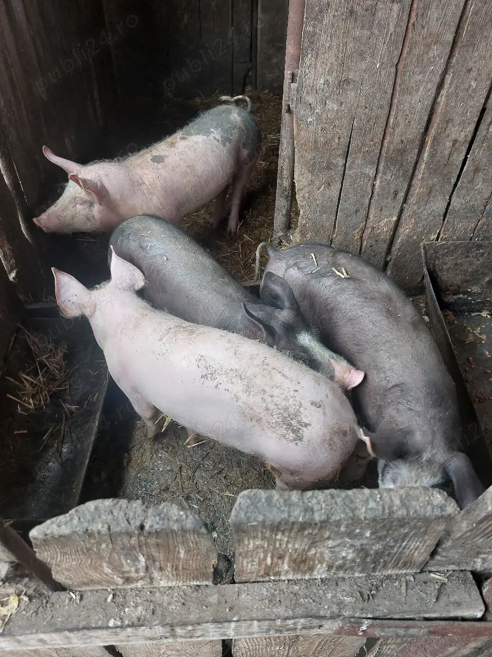 salut vand purcel greutate este intre 60 si 65 kilogramezimnicea teleorman   pret 800 lei b