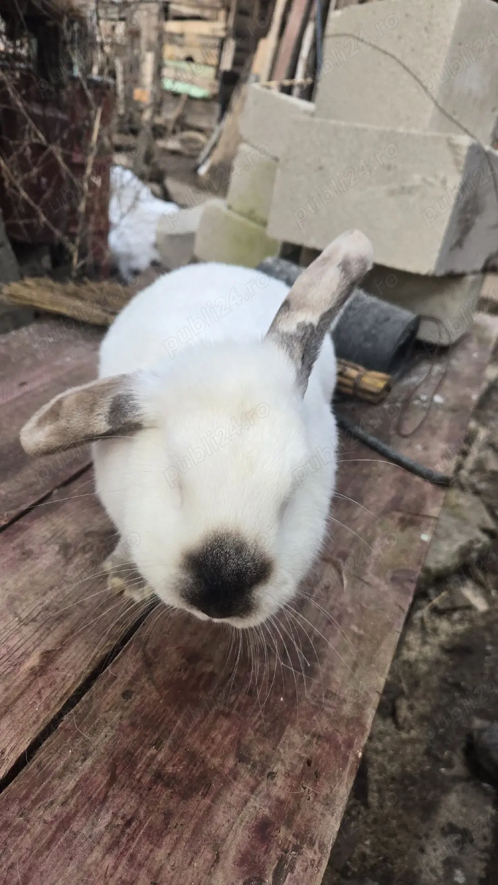 Vand iepuroaica belgiană 