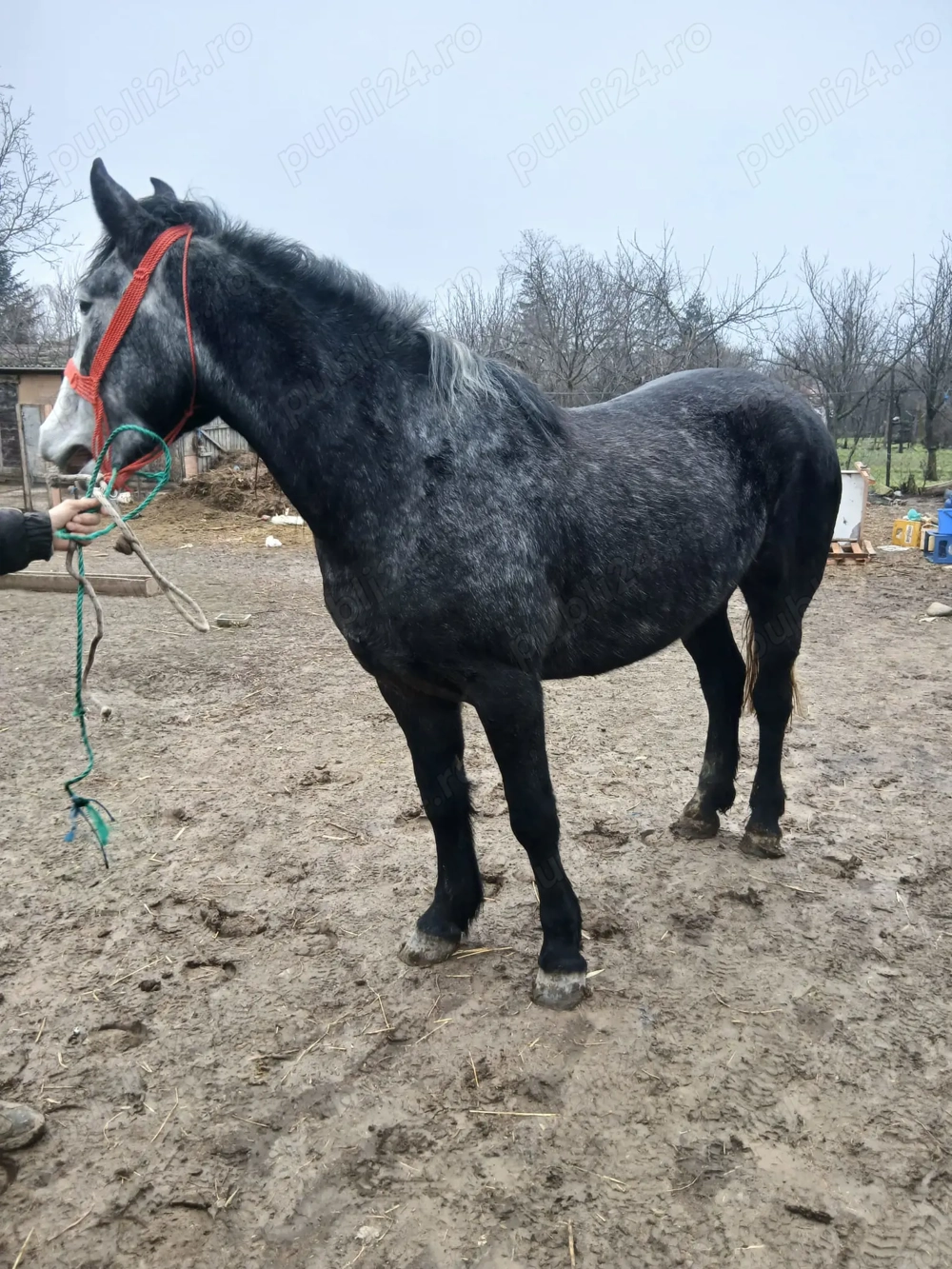 Mânză vânătă foarte blândă 