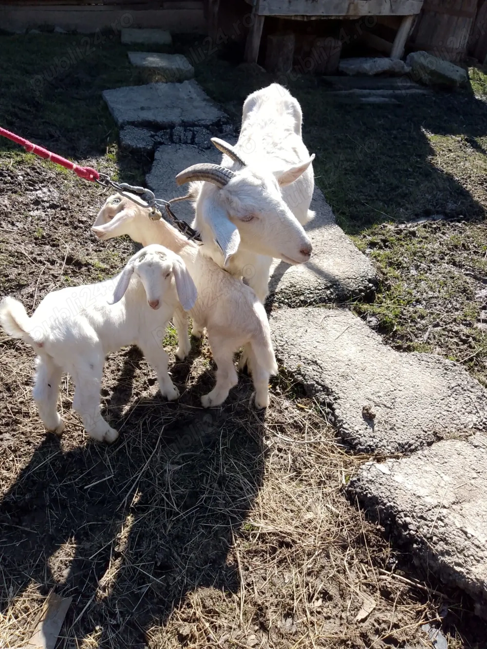 Vând capre și iezi de rasă