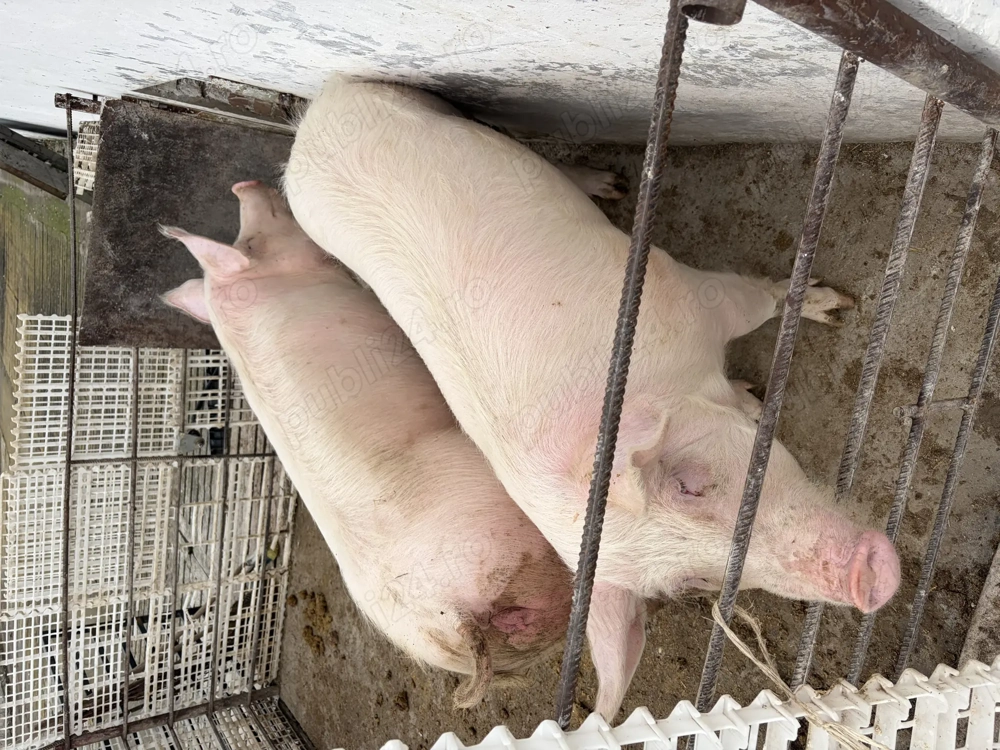 Vand porci albi rasa de carne 