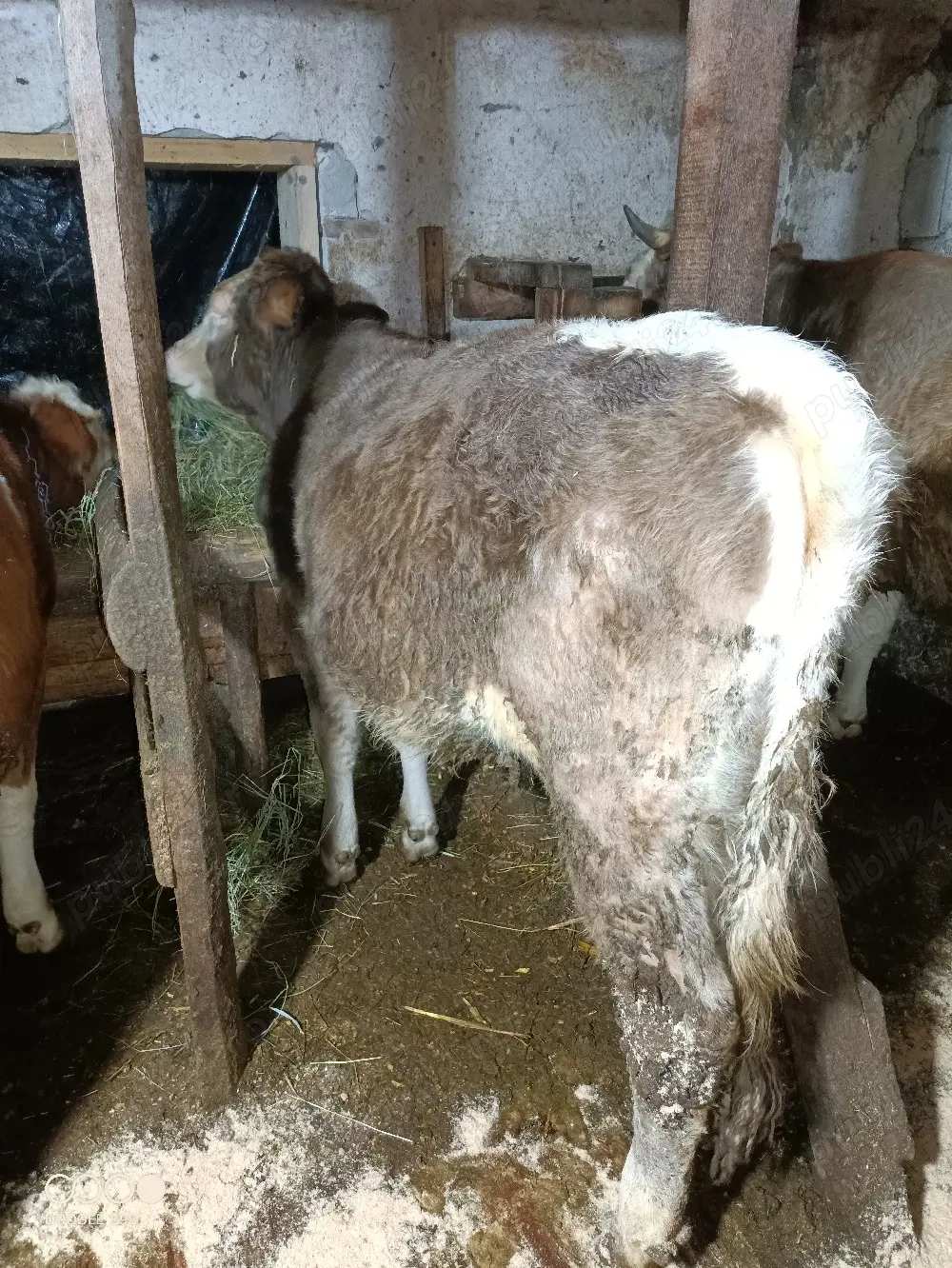 vand Junca metis bruna cu baltat