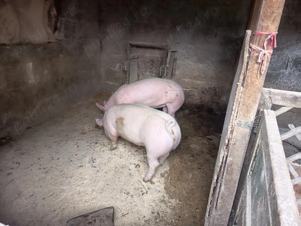 Scrofițe de vânzare 