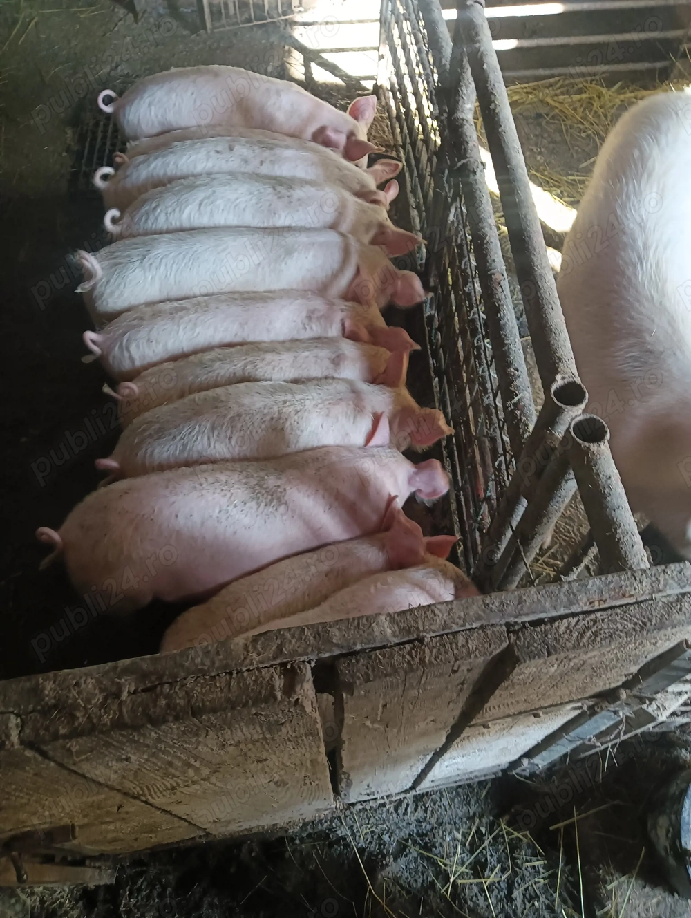 Vând porci de 40 50 kg 