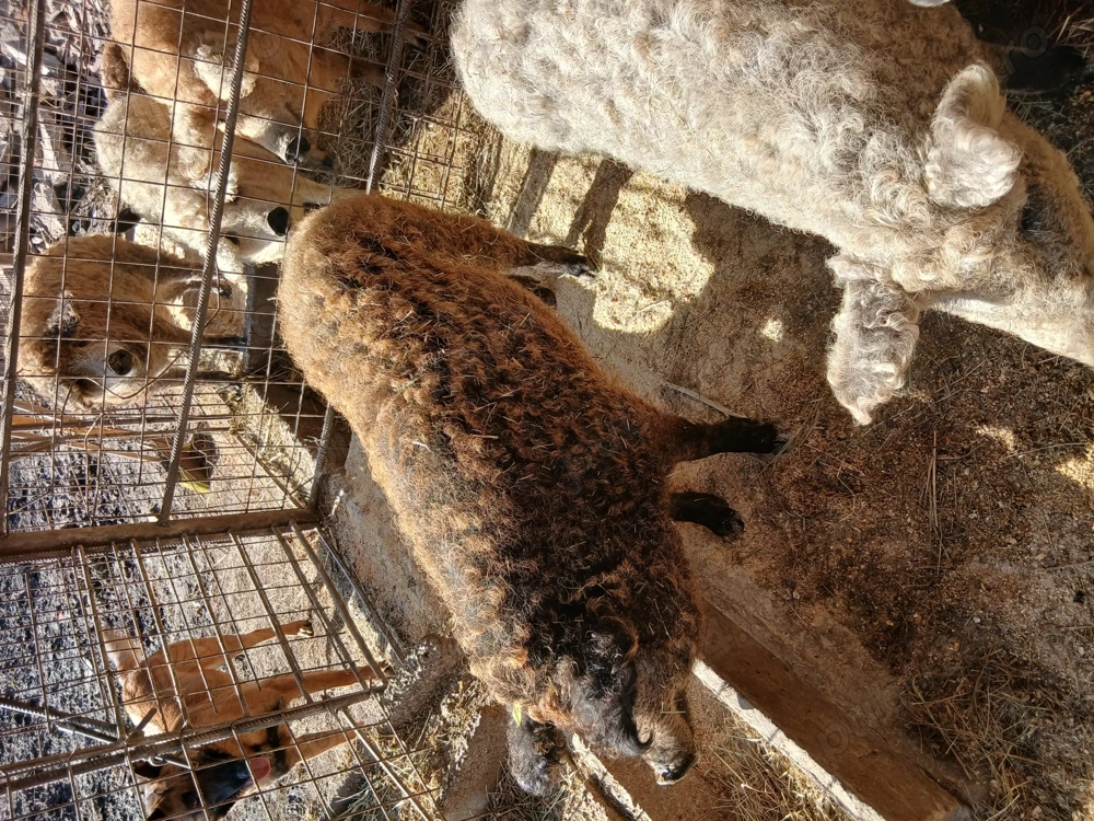 Porci mangalita de vanzare