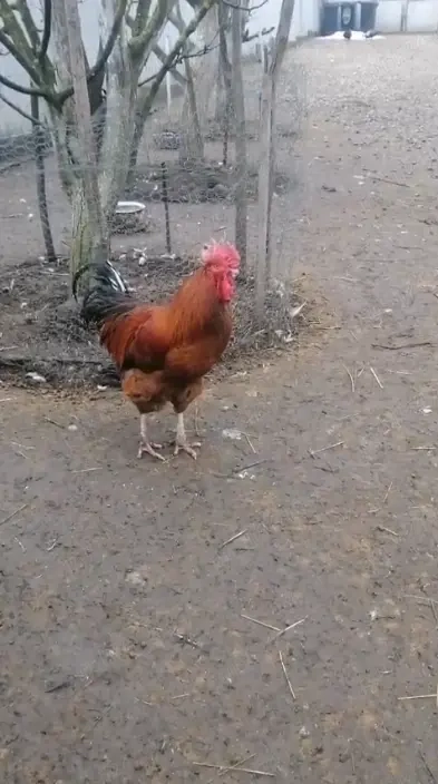 Vând   schimb cocoși din ouă verzi   rasă mixtă, sănătoși și bine îngrijiți