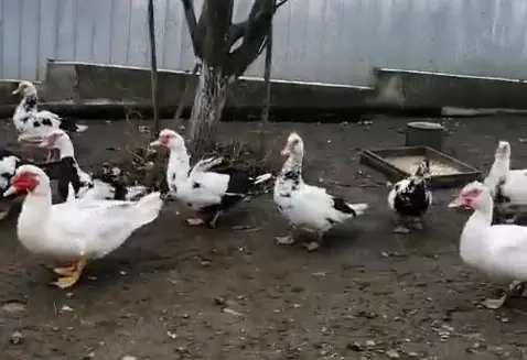 Vând ouă de rață mută pentru incubat