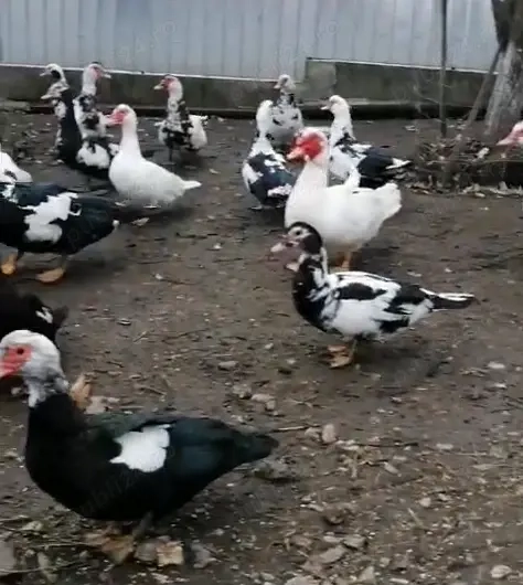 Vând   schimb rațe mute   sănătoase, crescute natural