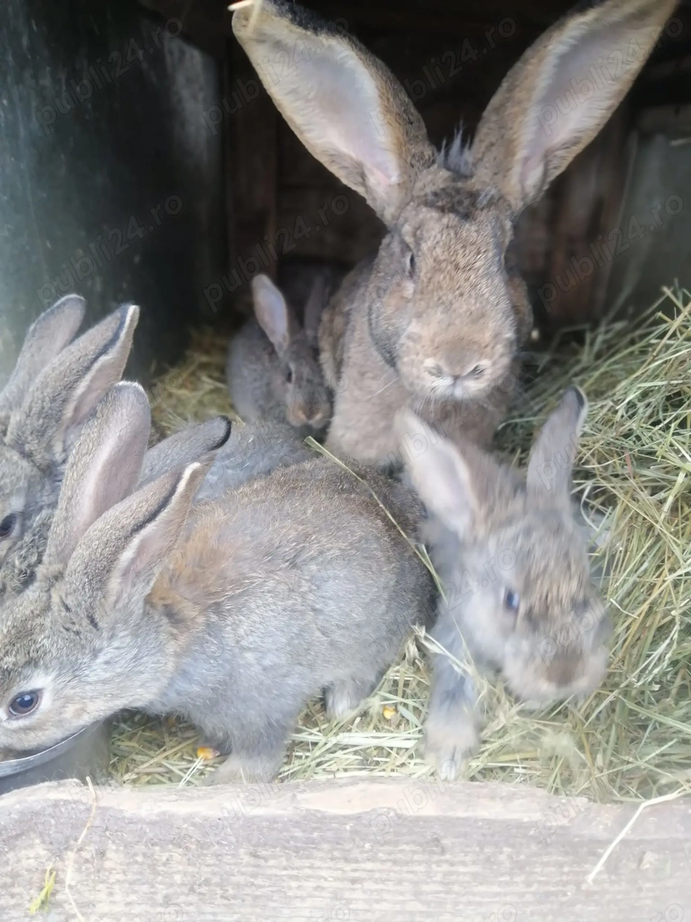 Vând   schimb iepuri de rasă   sănătoși, bine dezvoltați
