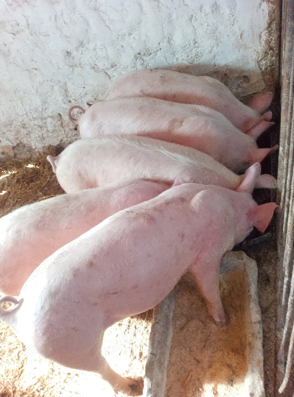 soldani marele alb cu petrean 