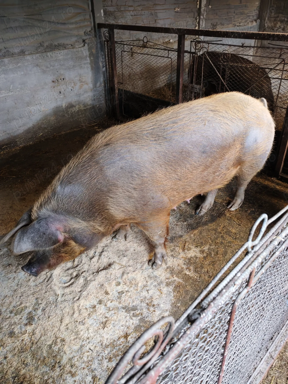 Disponibil de vânzare 