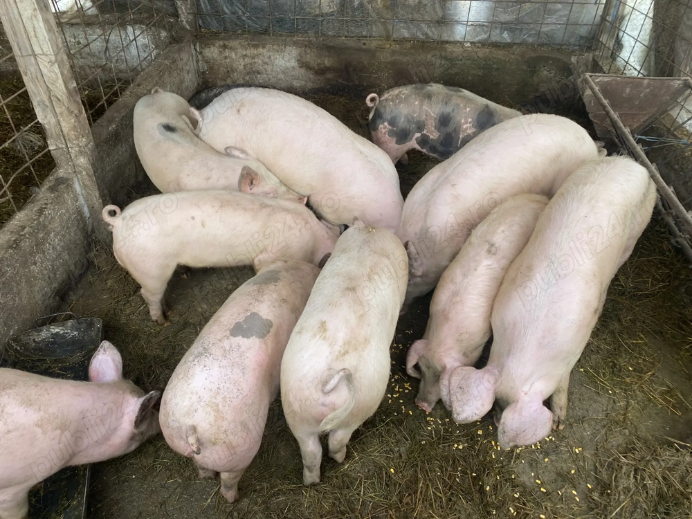 Porci si purcei de vanzare !