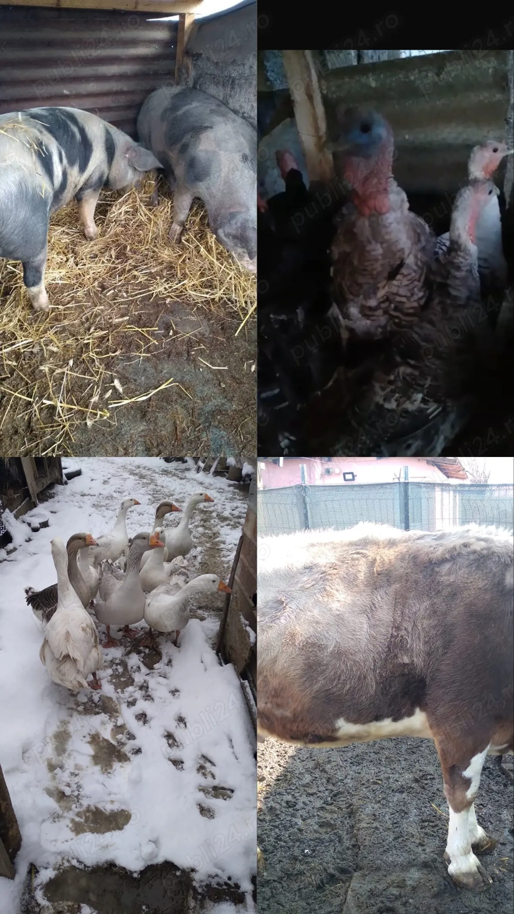 Păsări și animale 