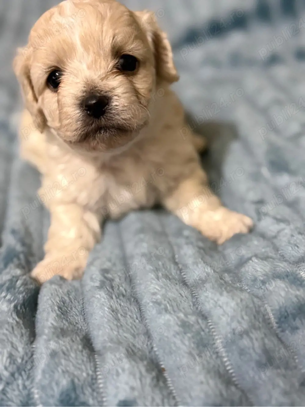 4 pui bichon havanez de 1 luna  îsi cauta stapani 