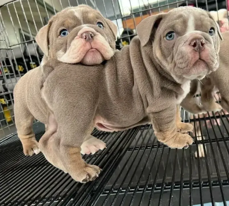 Vino să-ți iei frumoși cățeluși bulldog englez de vânzare