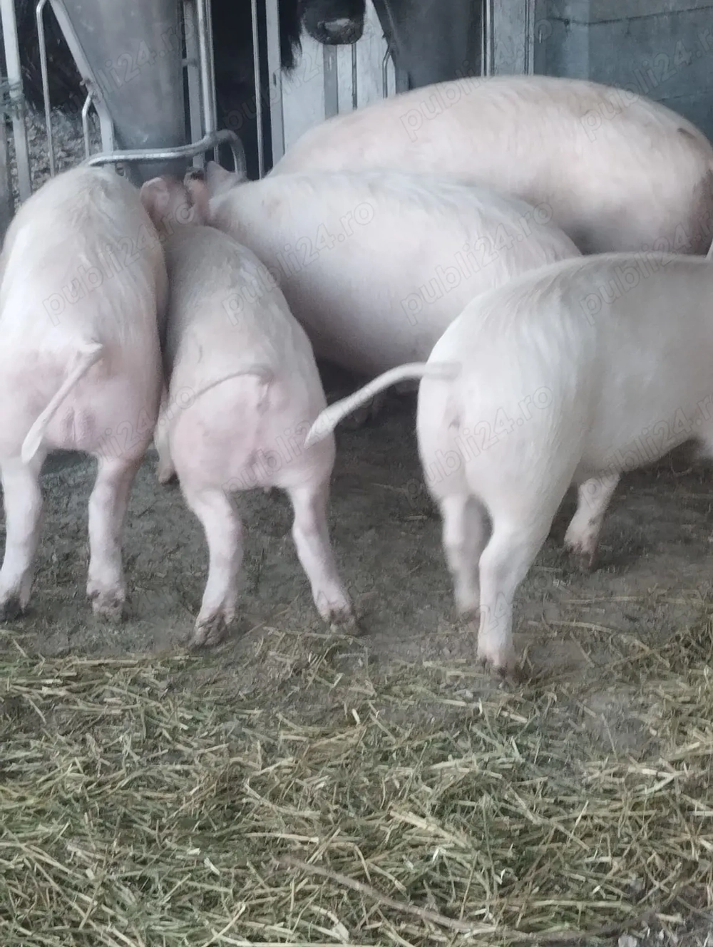 Vând porci diferite marimi