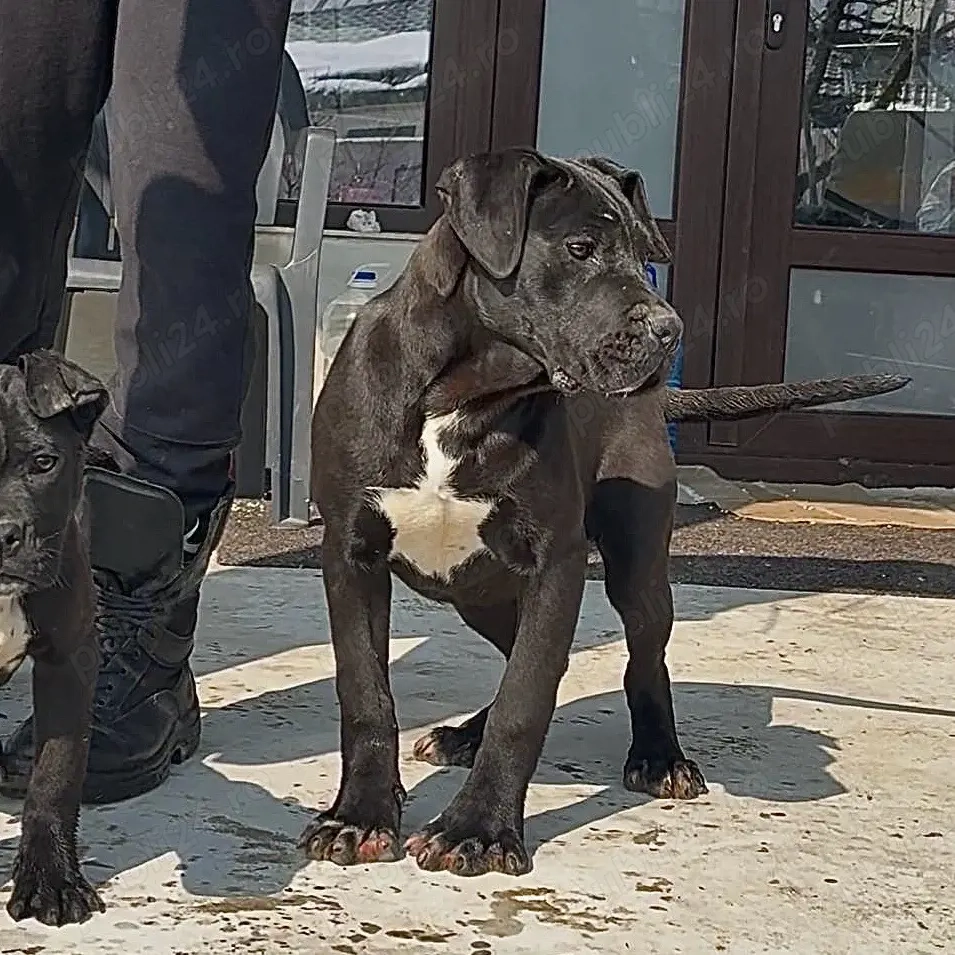 Femele Cane Corso