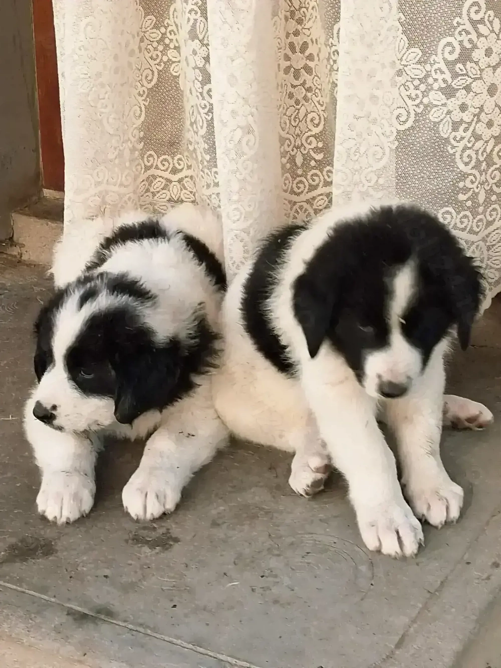 Ciobănesc de Bucovina