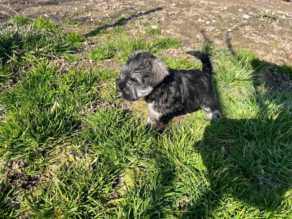 Schnauzer pitic