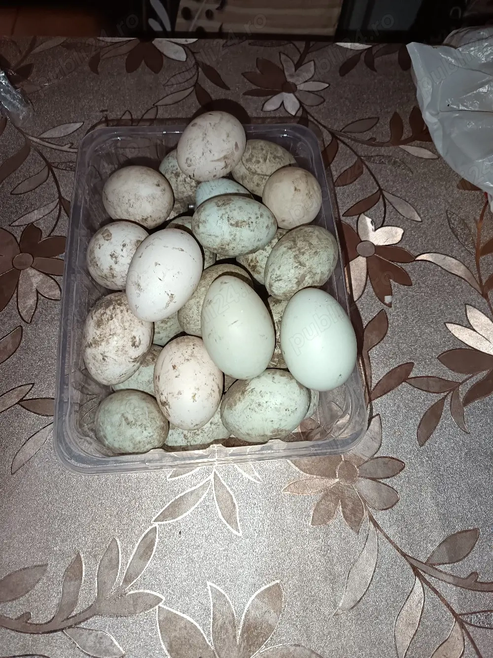 vând oua de rață pt incubat 