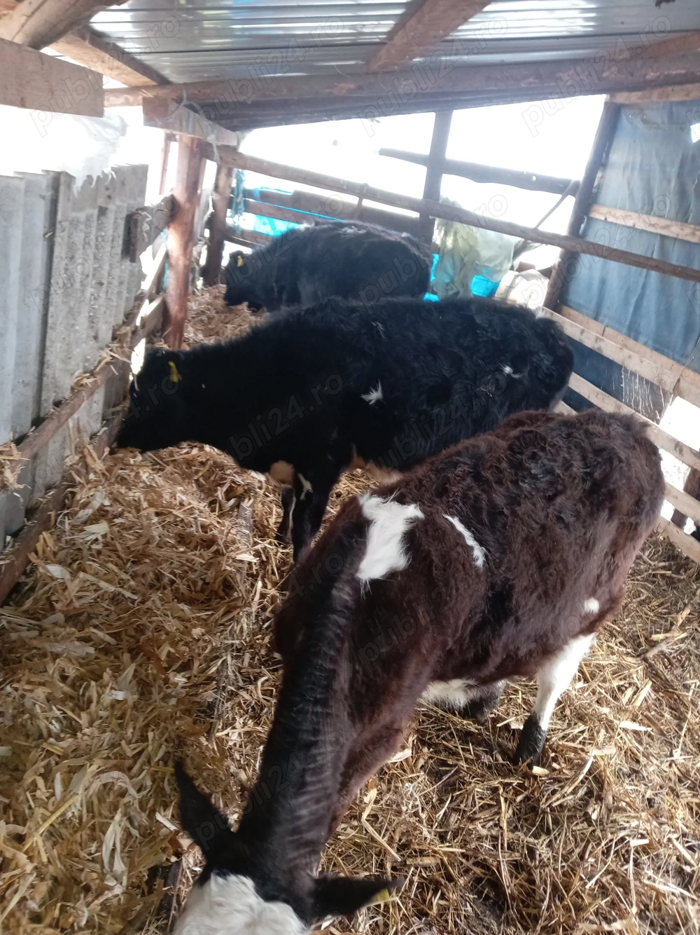 Vând zece vitele cea mai mica are o luna jumate