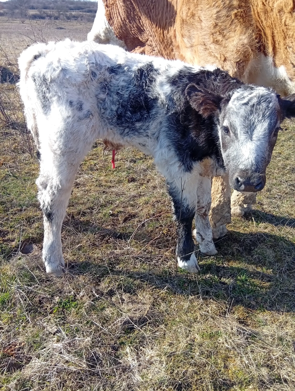 Vând  vițel  belgian 