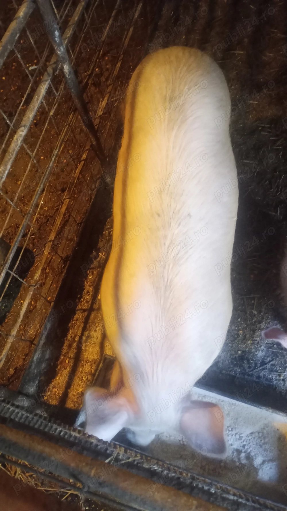 scrofiță de vânzare 1000 lei 