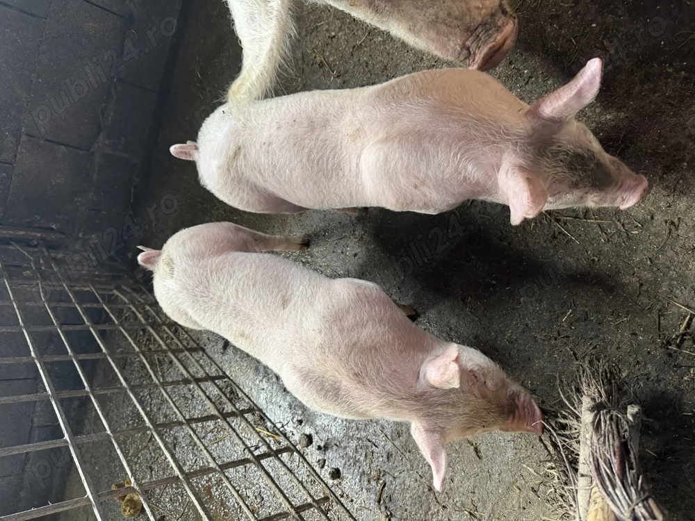 Purcei marele alb și pietrean alb