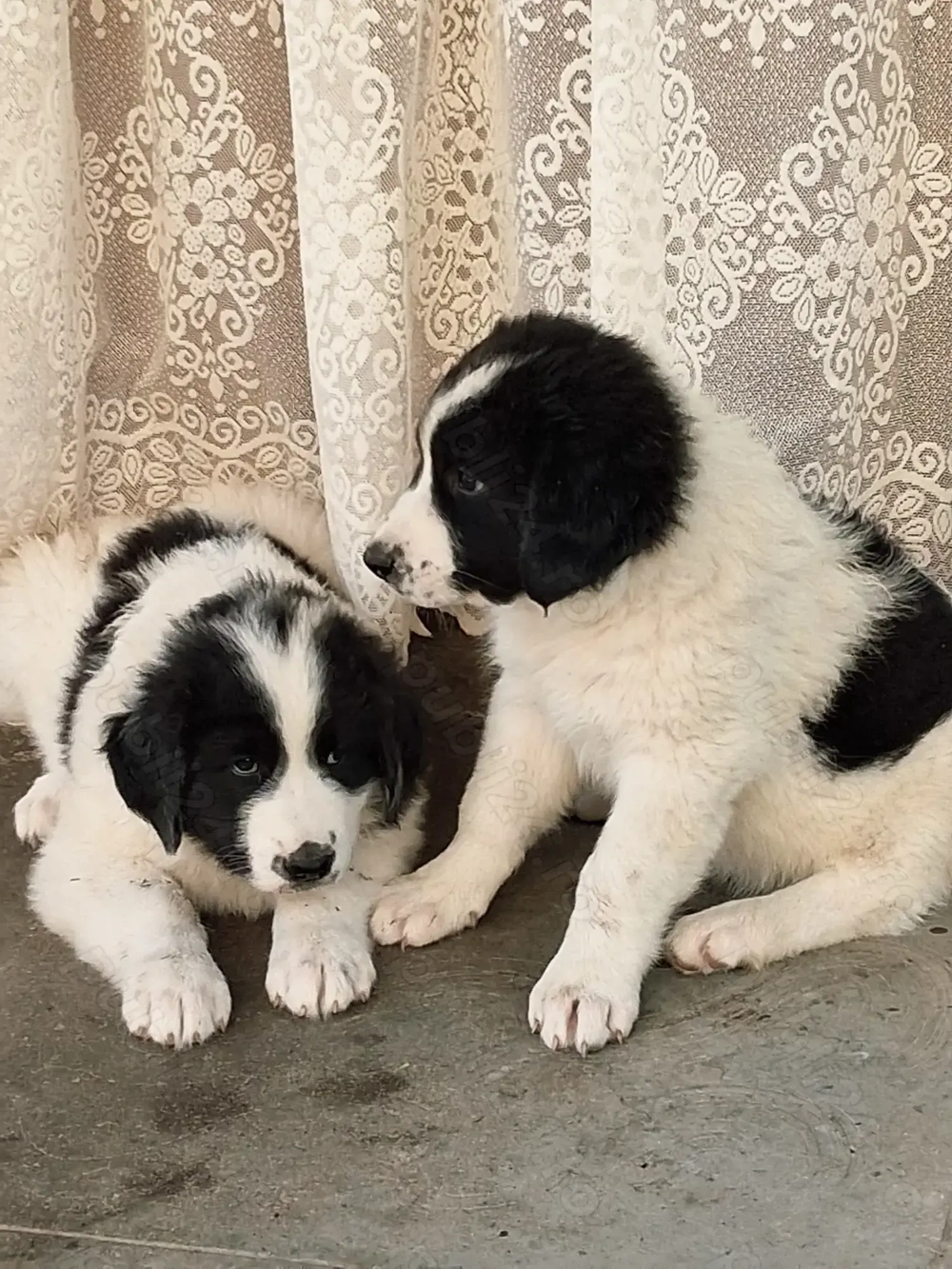 Ciobănesc de Bucovina