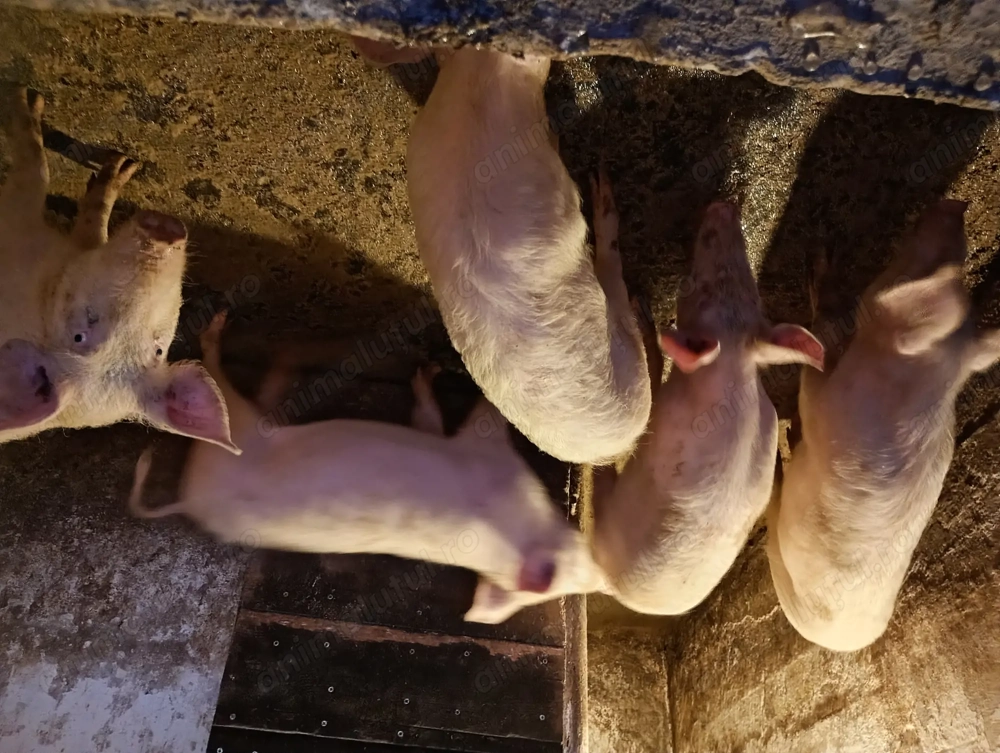 Șoldan marele alb vânzare 