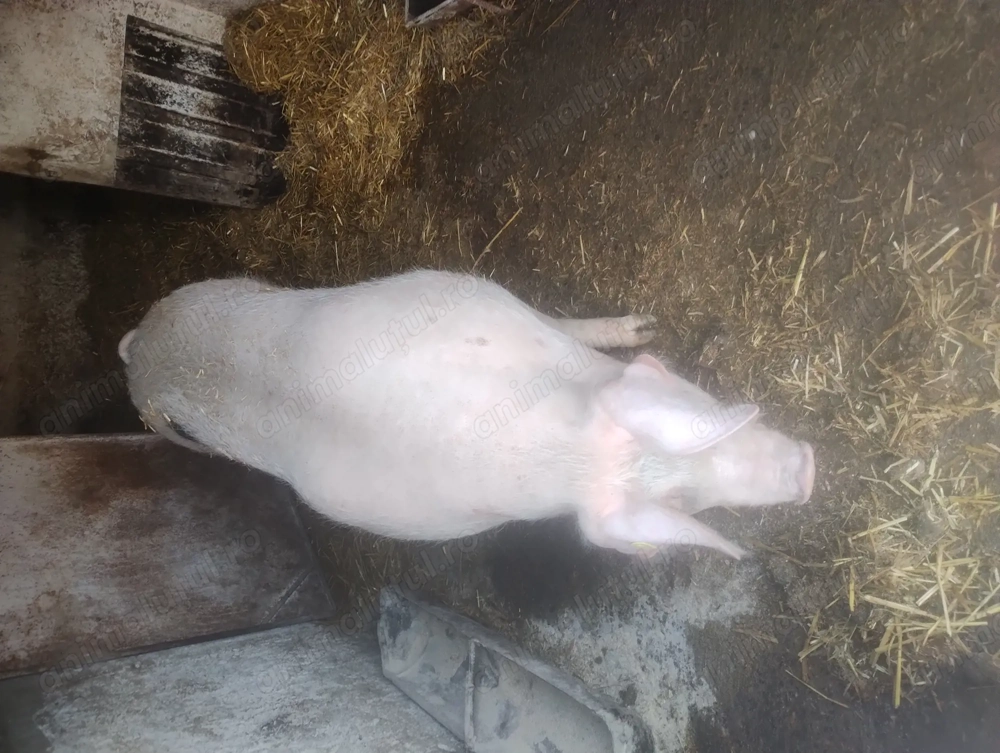 Scroafă de vânzare în Vrancea comuna obrejita 