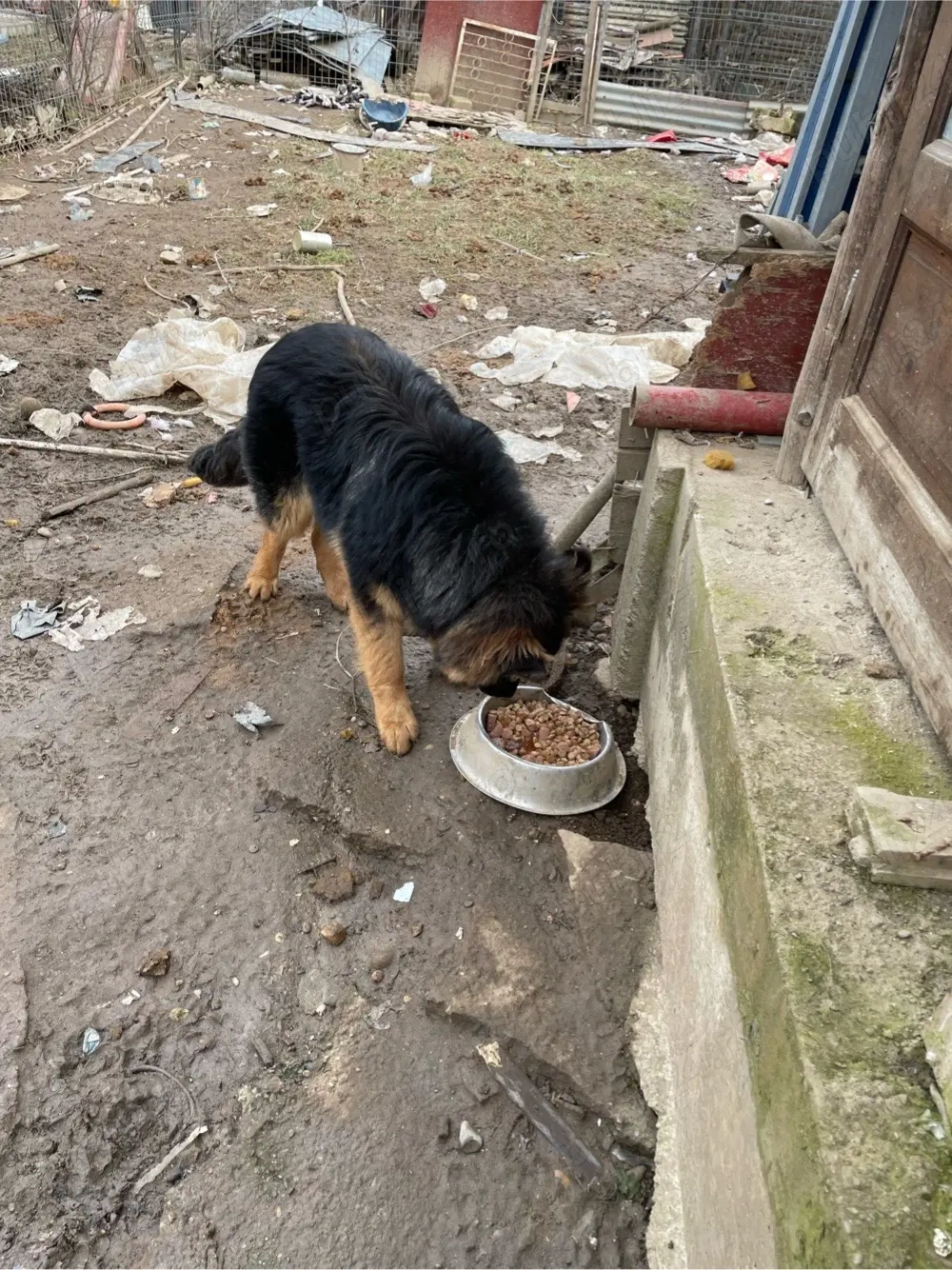 de vinzare mascul Lup ciobanesc german (Alsacian) 