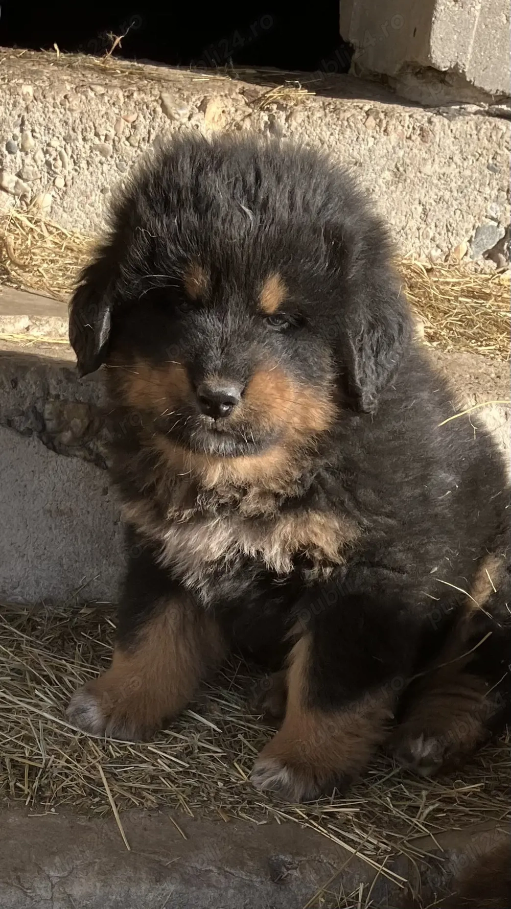 Mastiff tibetan de rasă pură