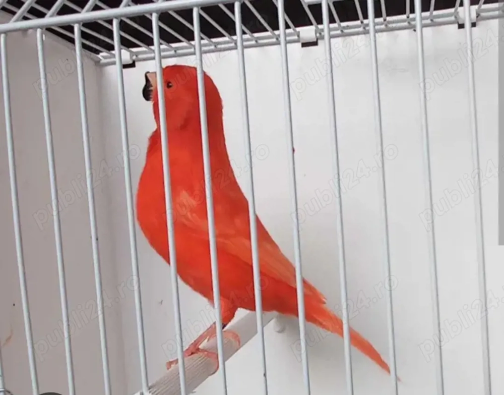 Vând canari rosu, mozaic 