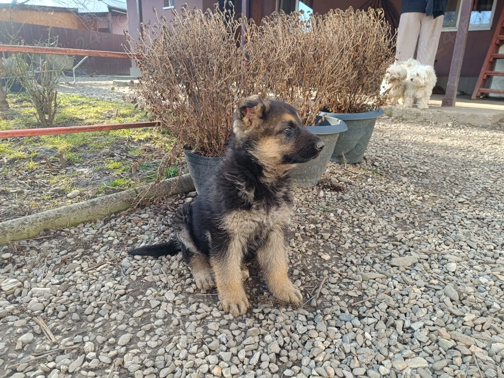 Pui Ciobanesc german