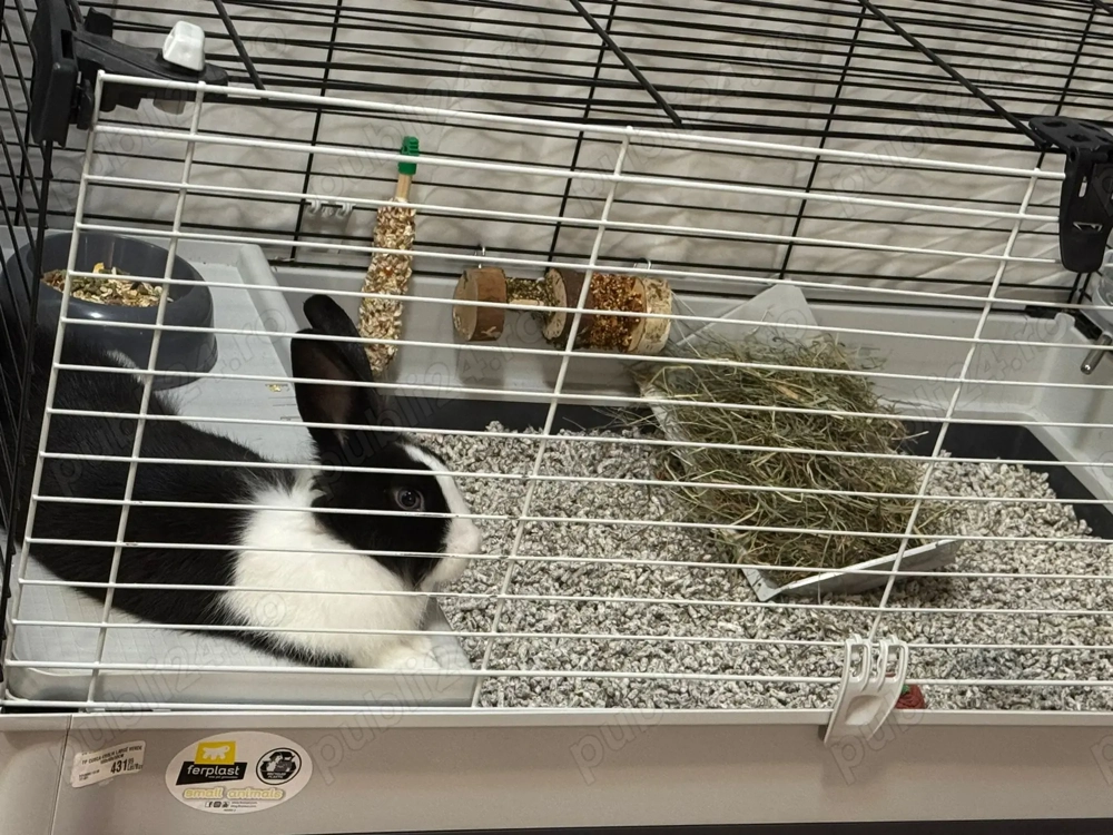 Iepure pitic cu cusca de vanzare