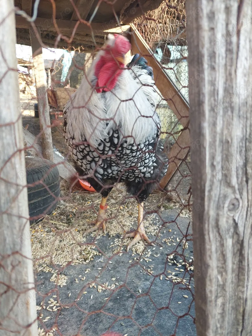 vand 2 cocosi de rasa