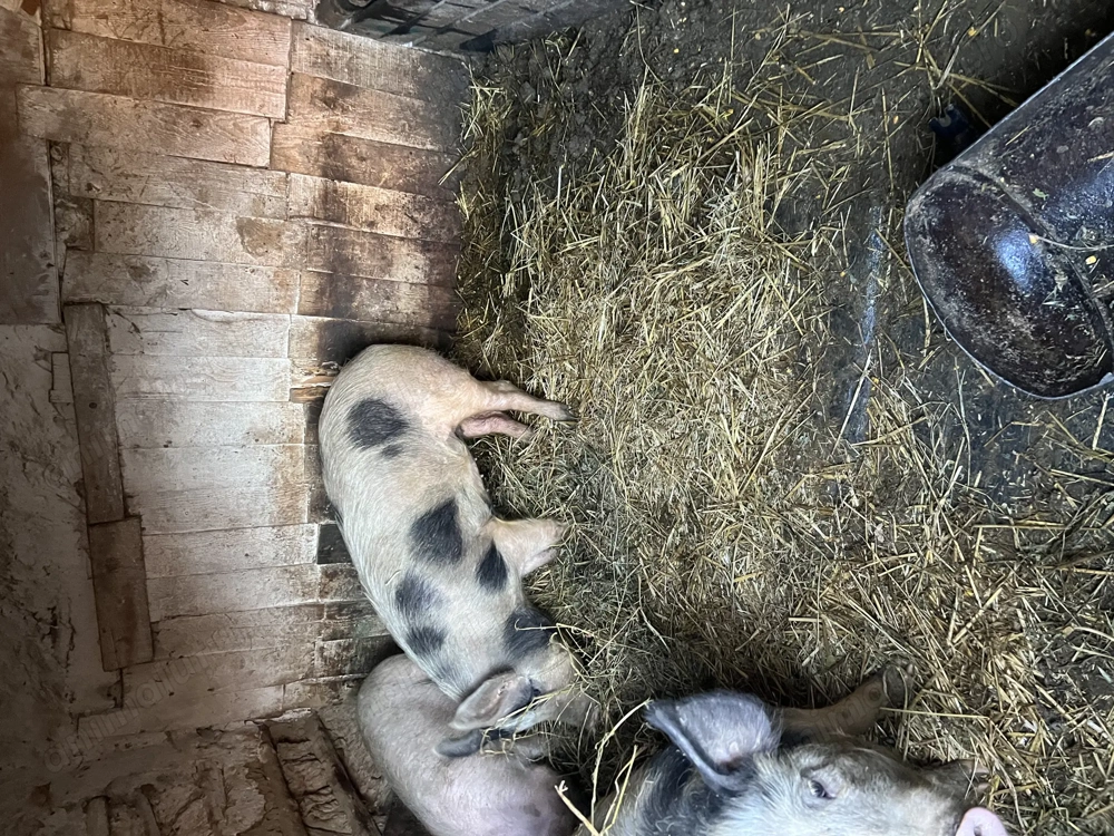 Porc purcei purcica porci porcii