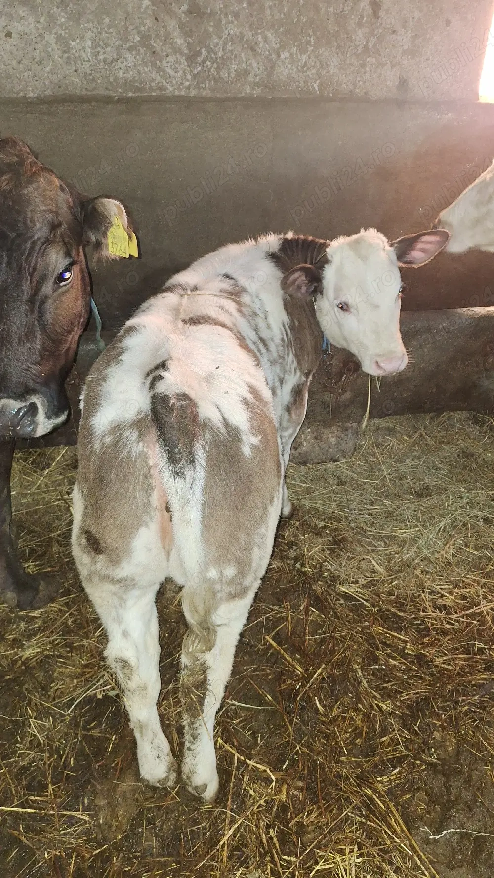 Vând vițea belgiană