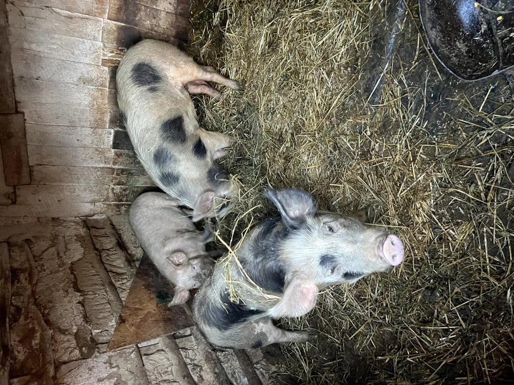 Porc purcei purcica porci