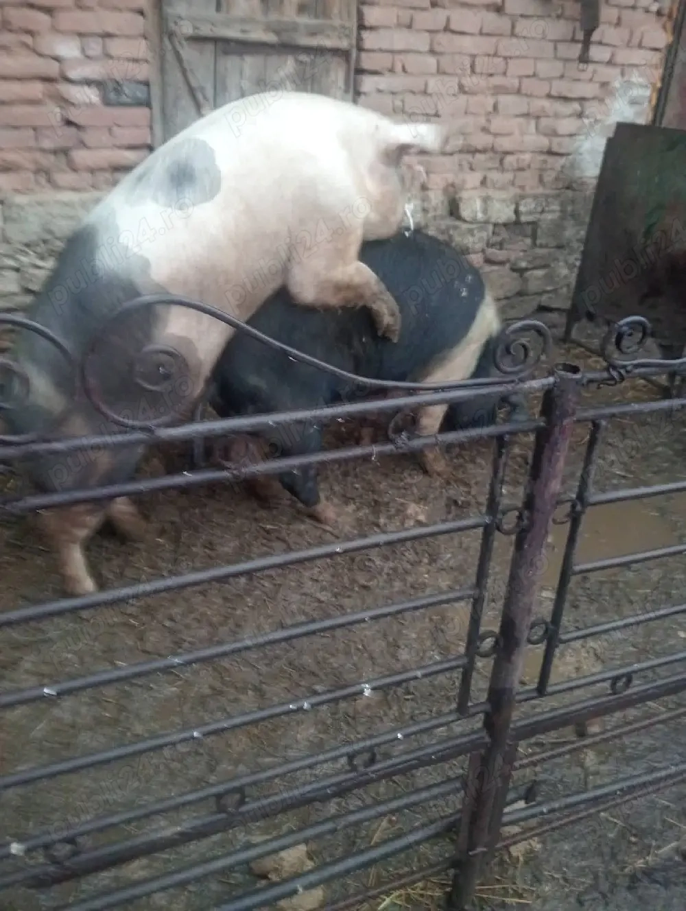 vieri balț si petrean