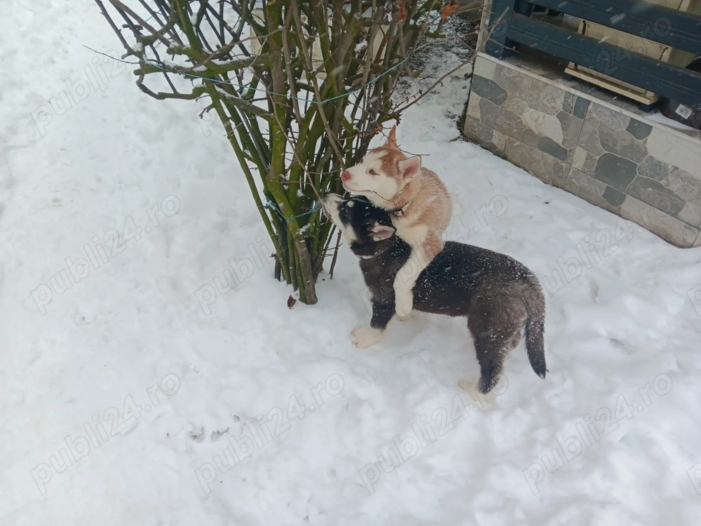 Catei husky de vinzare