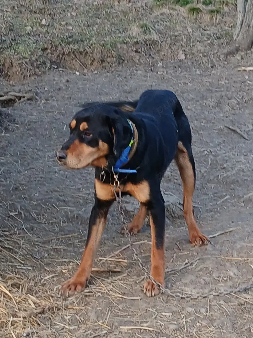 vand catel copoi ardelenesc 