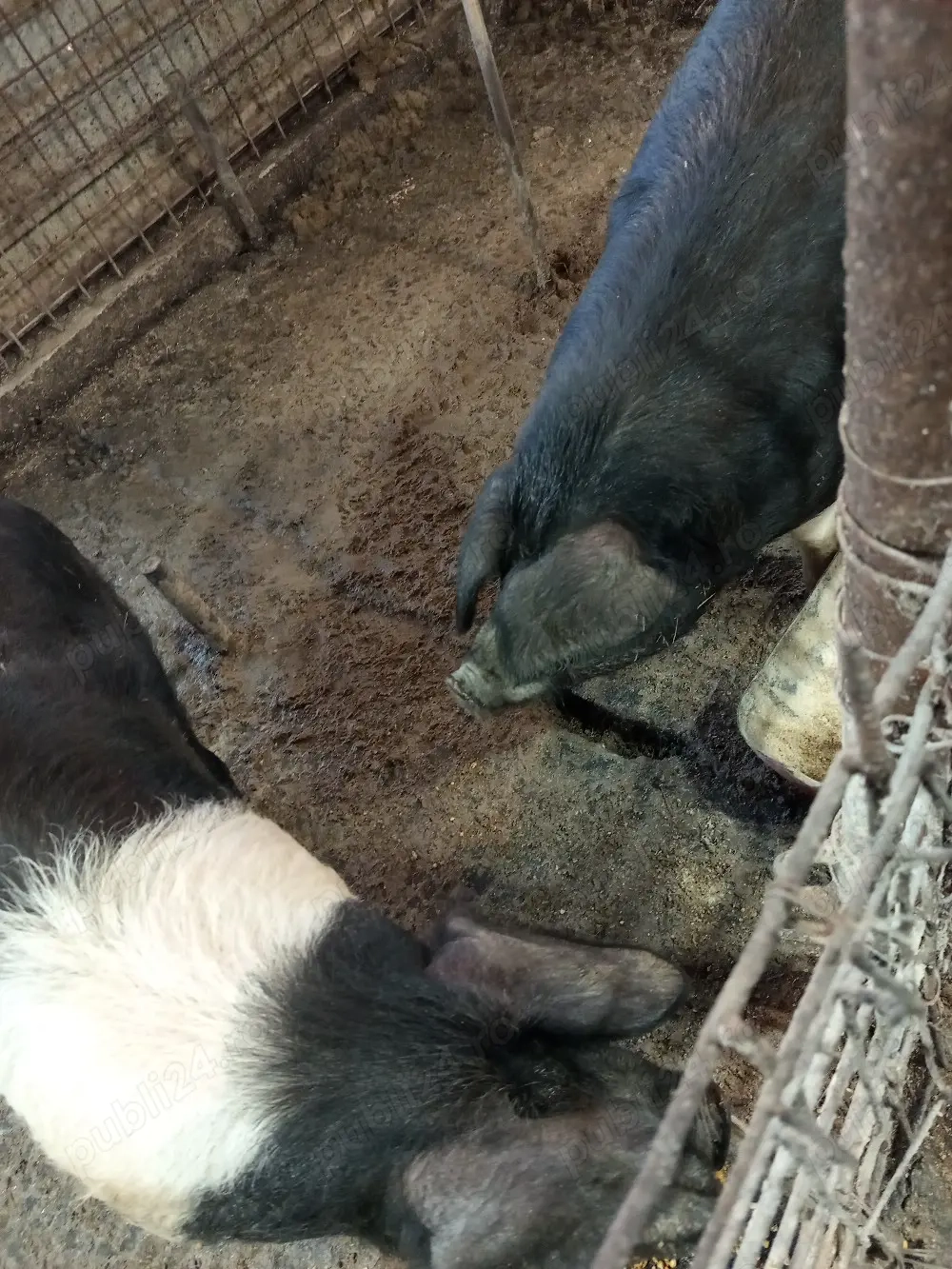 vier si scrofita bazna gestanta 