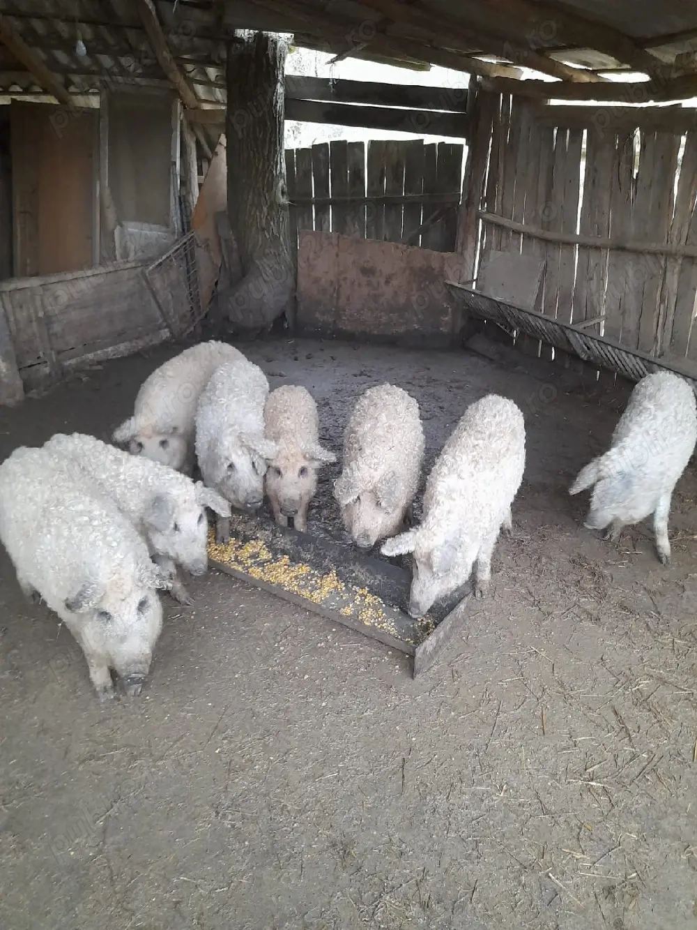 Șoldani Mangaliță 