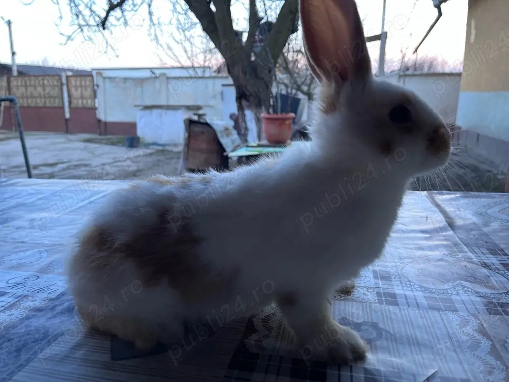 iepuri,albi cu negru,portocaliu.