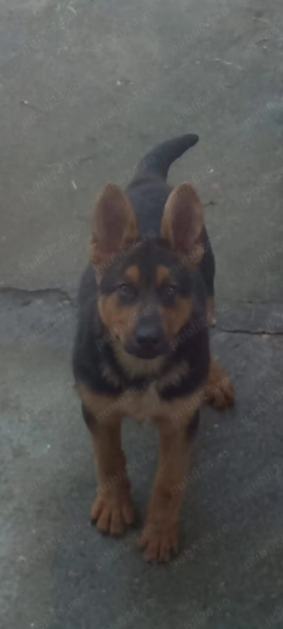 Cățel- ciobănesc german 